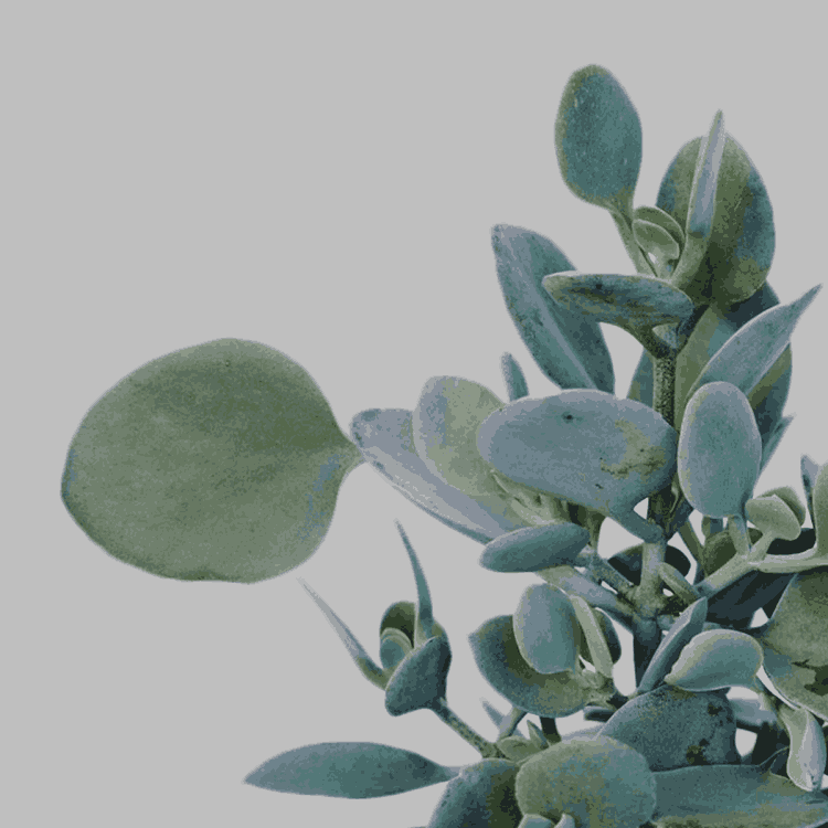 Silver Dollar Plant