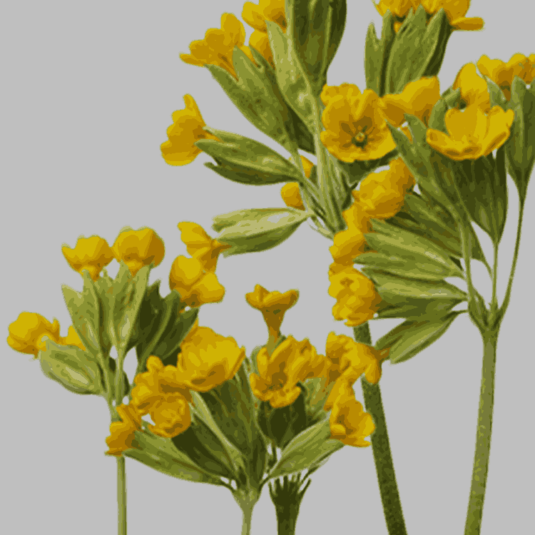 cowslip (Primula veris)