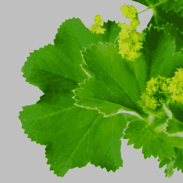 Lady's mantle, a genus of herbaceous perennials