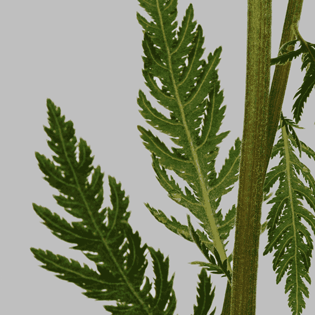 tansy plant (Tanacetum vulgare)
